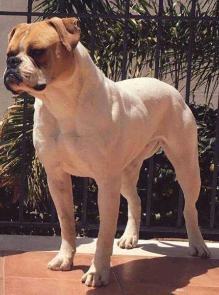 Ylca's INVIDIA of Massimo | American Bulldog 