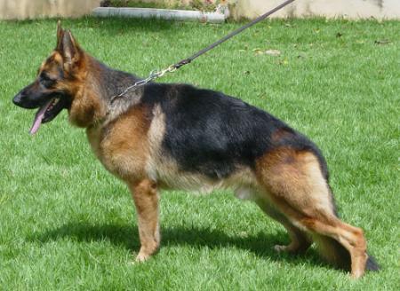 Willy von Waterloo | German Shepherd Dog 