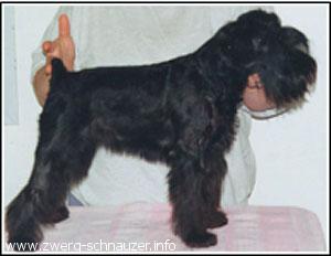 Carmencita De Lo Pinzapos | Miniature Schnauzer 