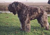 Onathan-Emy v.d. Fabremahof | Bouvier des Flandres 