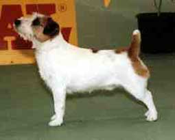 Baylock Rob Roy | Jack Russell Terrier 