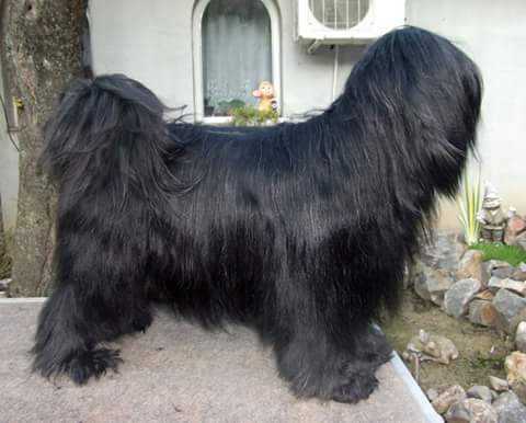 D-Medea of Kari Tibetian Shine | Tibetan Terrier 