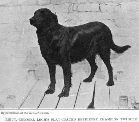 Twiddle [Lieut.-Colonel Legh's] | Flat-Coated Retriever 