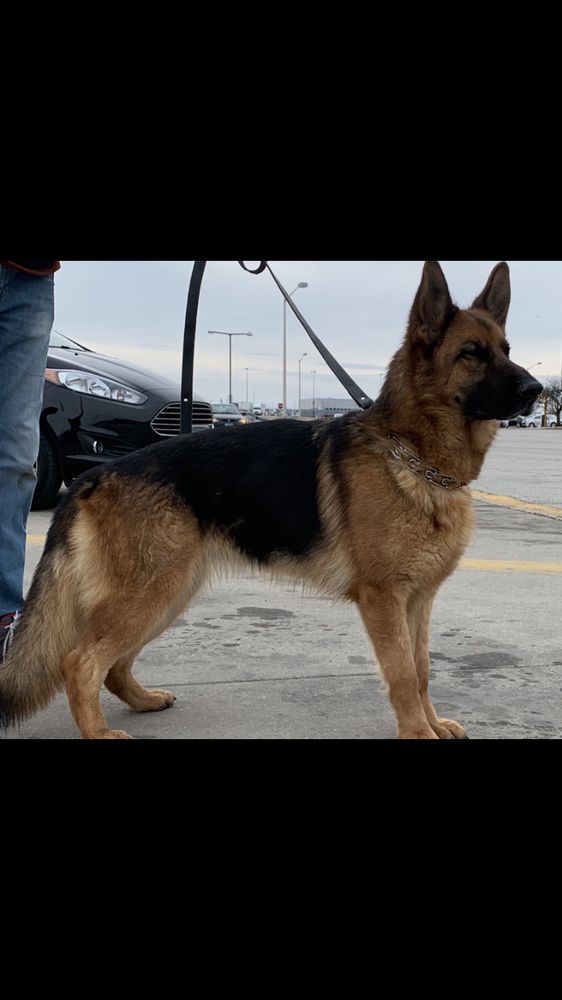 Rona Vom Leithawald | German Shepherd Dog 