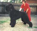 Jashka Malahovskiy iz Russkoy Dinastii | Black Russian Terrier 