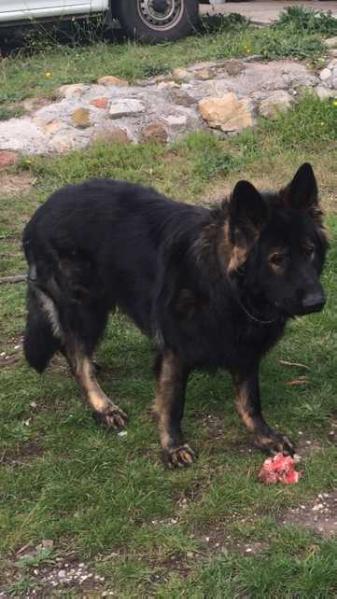 yultzen jack | German Shepherd Dog 