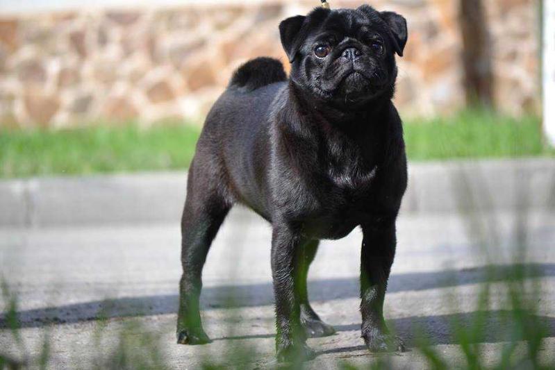 Joy For Life Duma's | Pug 