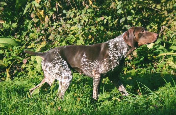 Amel de la Porte de Becray | German Shorthaired Pointer 