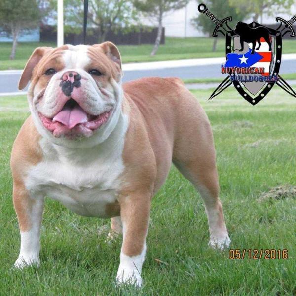 Nuyorican Bulldogges Hennessy | Olde English Bulldogge 