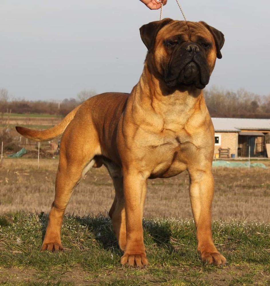 Bom Bom Volcano Of Godlike Step | Bullmastiff 