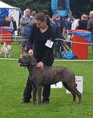 Filomena | Cane Corso 