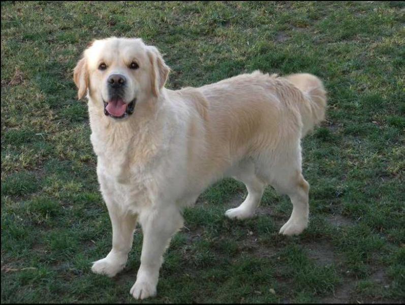 Jackpot da Quinta da Formiga | Golden Retriever 