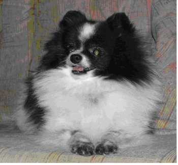 Alden's Zorro Boy | German Spitz 