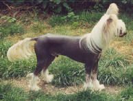 Moonswift Desert Wind | Chinese Crested 