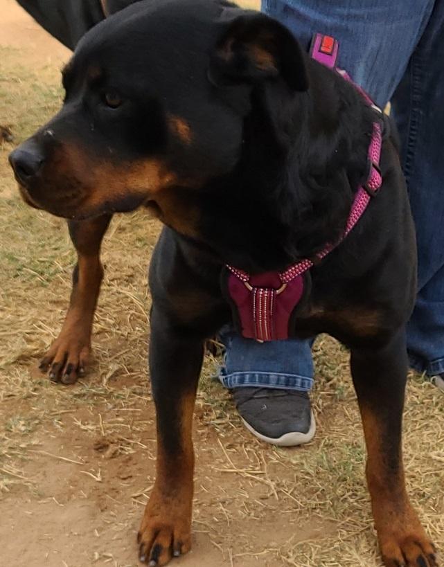 Malana Von Prinzingrott | Rottweiler 