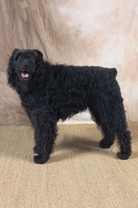 Arry de la saulaie maraiche | Bouvier des Flandres 