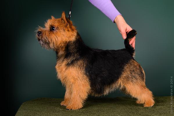 Elvis Lubash Avv-Charka | Norwich Terrier 