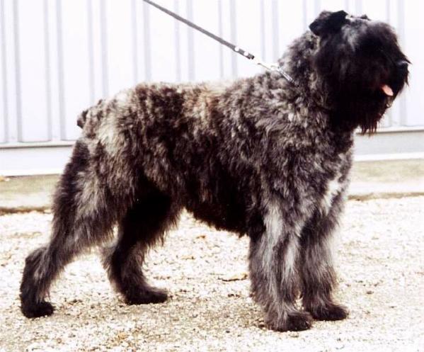 Enchanteur de Montmirail | Bouvier des Flandres 