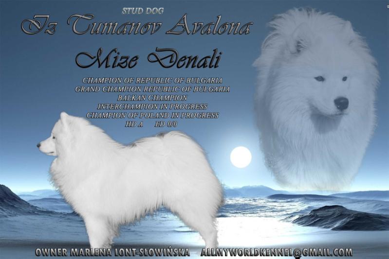 IZ TUMANOV AVALONA MIZE DENALI | Samoyed 