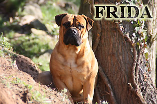 DYNAMIC FORCE XTRA ADORABLE | Bullmastiff 