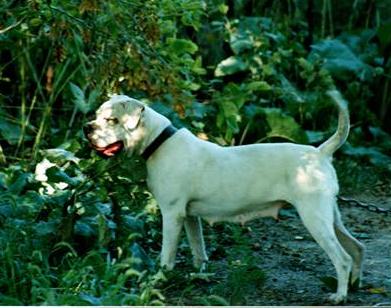 Koura's Bella Boo | American Bulldog 