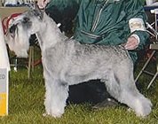 Centara Outback Jack | Standard Schnauzer 