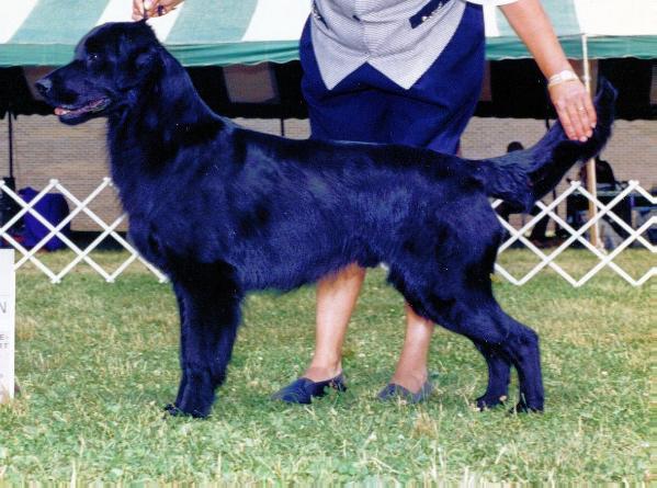 Alpine's Shadow Rider | Flat-Coated Retriever 