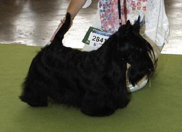 Berrybreeze Dizzie Rascal | Scottish Terrier 