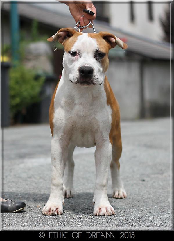 Ethic Of Dream Highest Addiction | American Staffordshire Terrier 