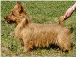 Cliftop Red Dazzler | Australian Terrier 