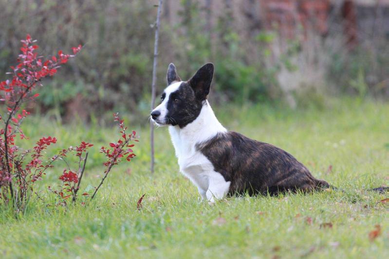 Dzhemini Willing to Please | Cardigan Welsh Corgi 