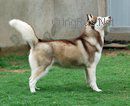 Kristaris Donna Of Lancelot | Siberian Husky 