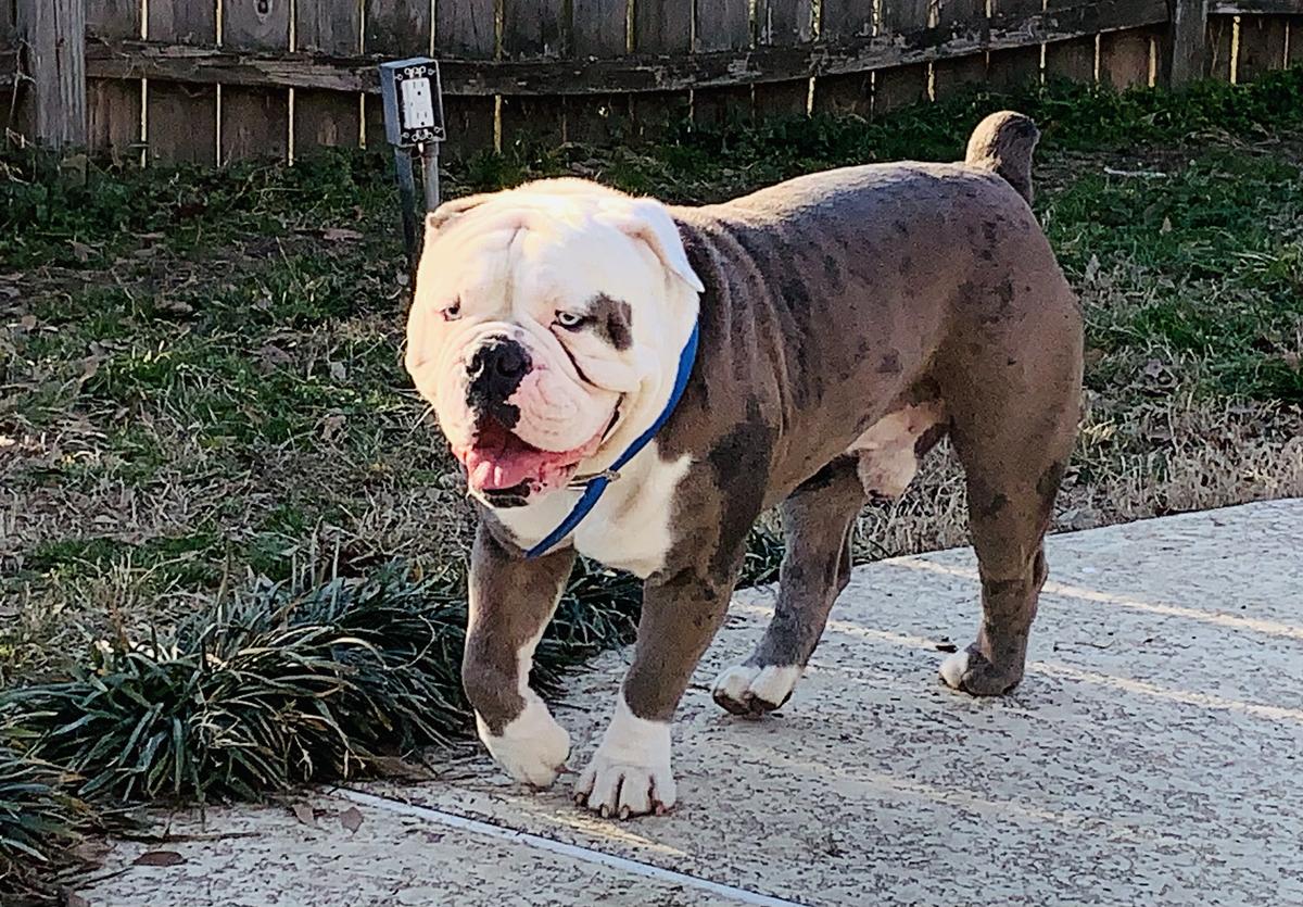 Southern Boy Romeo | Olde English Bulldogge 