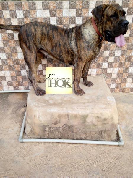 Mudiaga Chioma (75.8%) | African Boerboel 