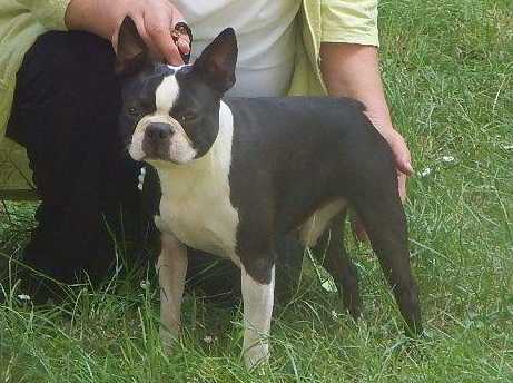 Gold Gelb Box Valdemar | Boston Terrier 