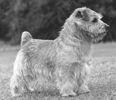 Nanfan Sweetcorn | Norfolk Terrier 