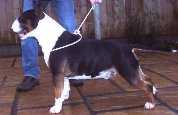 Emred Bliston Black Jack Of Emred | Bull Terrier 