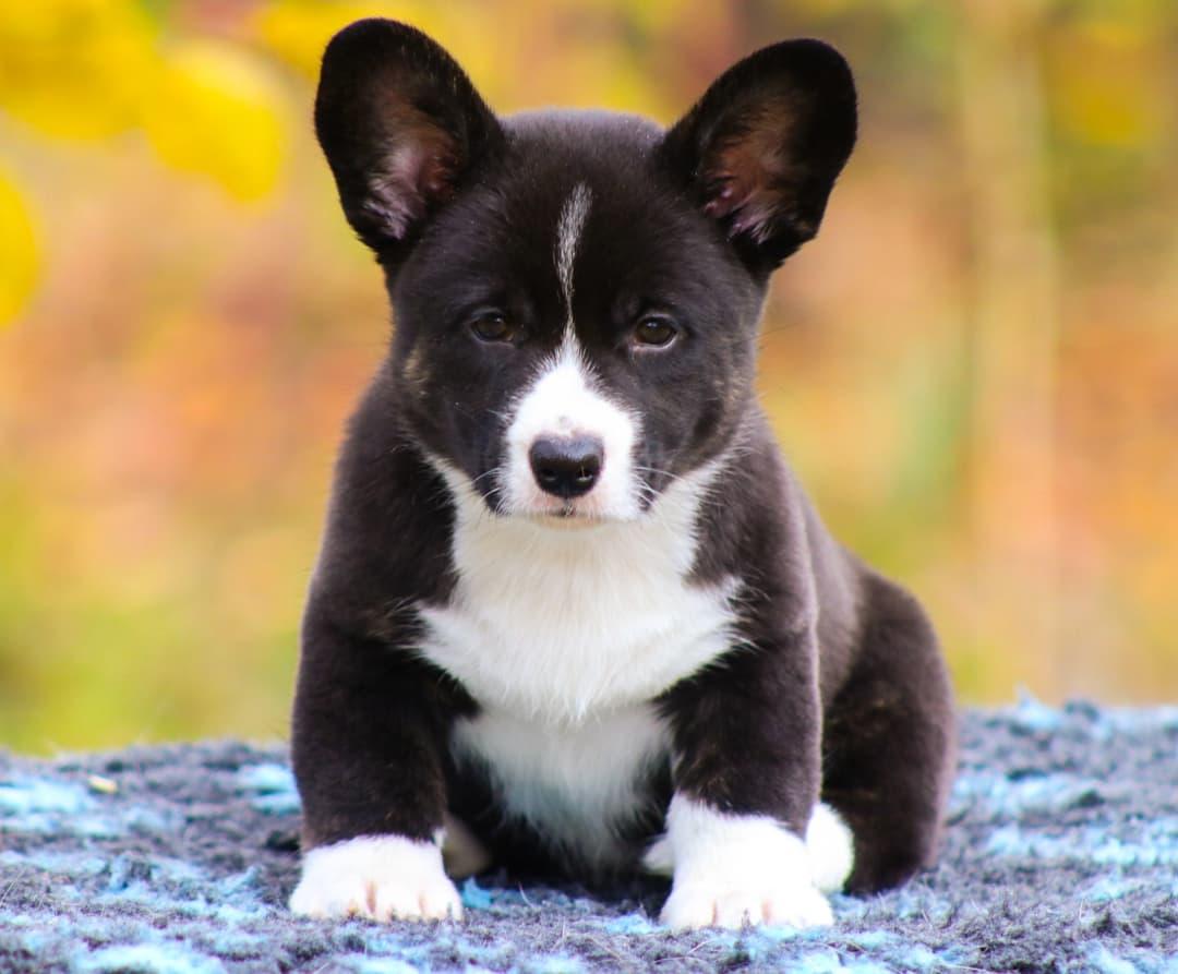 Jenevieva for Loyal Ally | Cardigan Welsh Corgi 