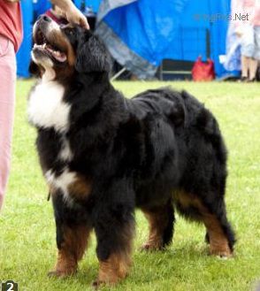 Halley Handsome van't Rijkenspark | Bernese Mountain Dog 