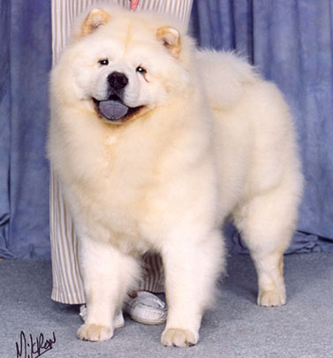 Mi-Paos Macho Cream | Chow Chow 