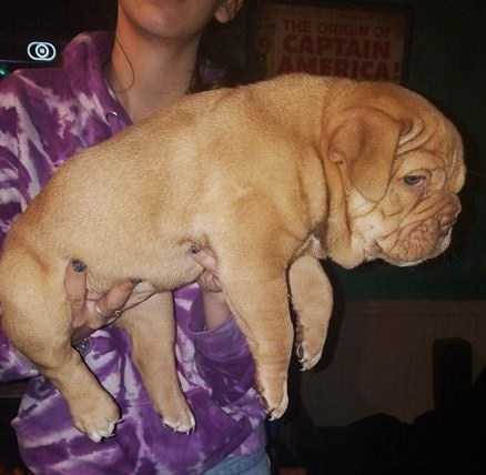 BuffaloCreek's Lil Lakota | Olde English Bulldogge 