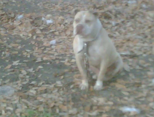 KILLER MAN BANG SIMMONS | American Staffordshire Terrier 