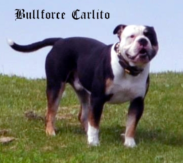 Bullforce Carlito | Olde English Bulldogge 