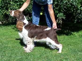 BRET OD STROUPINSKÉHO POTOKA | English Springer Spaniel 