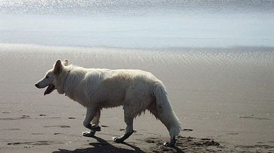 Inka white so white | White Swiss Shepherd Dog 
