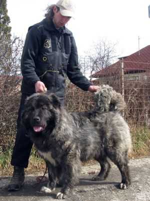 Kara Canisa De Marcus (ROU) | Caucasian Mountain Dog 