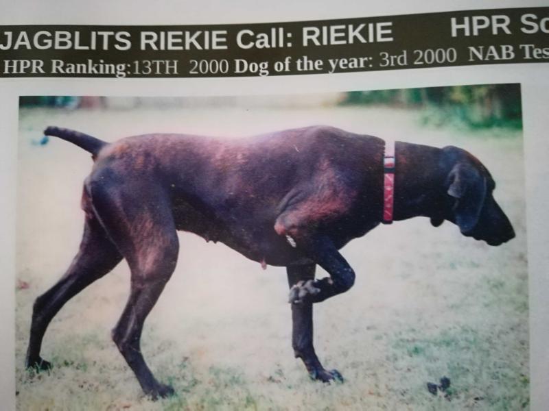 JAGBLITS RIEKIE | German Shorthaired Pointer 