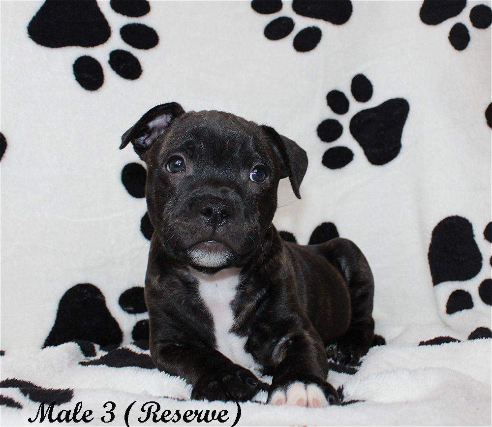 Pine Forest Best Unique Tiger Diamond | Staffordshire Bull Terrier 