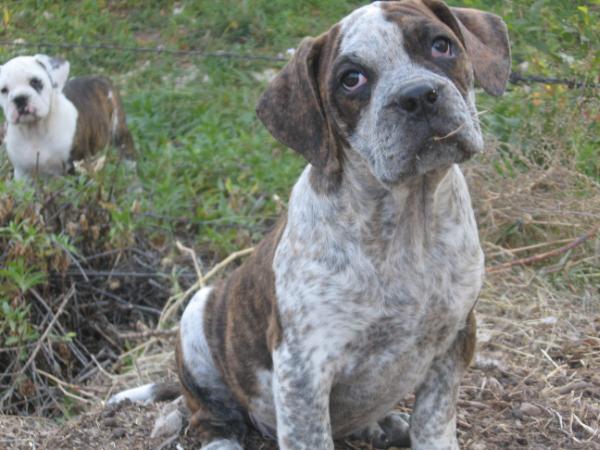 Ramblin Bulldogges Mystic | Olde English Bulldogge 