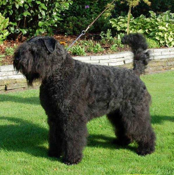 Wizzle-Quincy van de Vanenblikhoeve | Bouvier des Flandres 